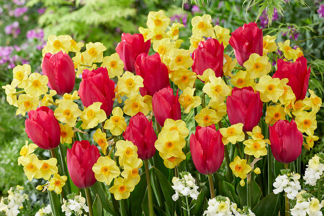 Tulpe (Tulipa) 'Lady van Eijk', Narzisse (Narcissus) 'Martinette'