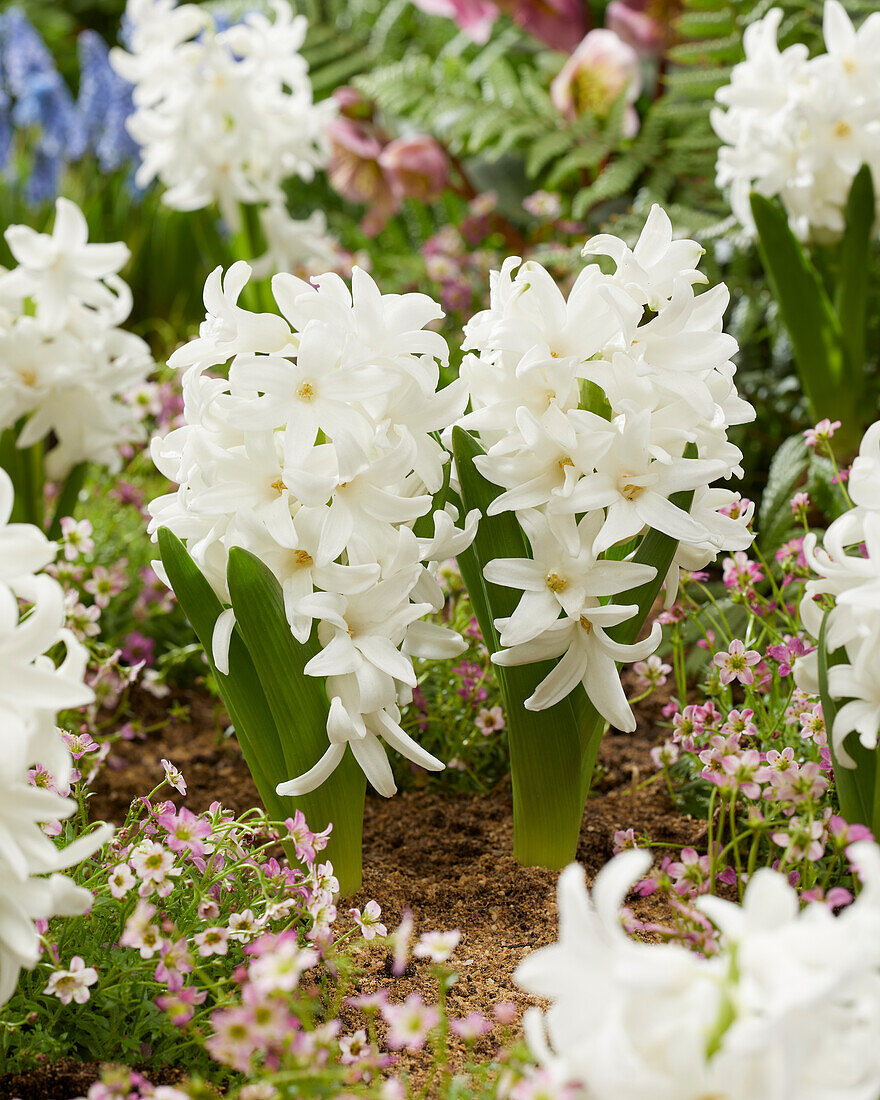 Hyacinthus Siberia