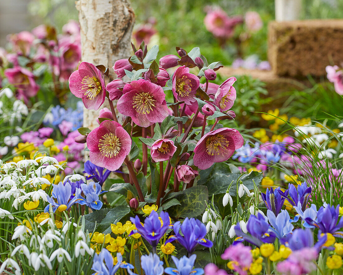 Nieswurz (Helleborus) 'Charmer'