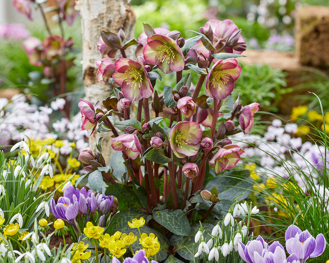 Helleborus Dana's Dulcet, Danas Dulcet