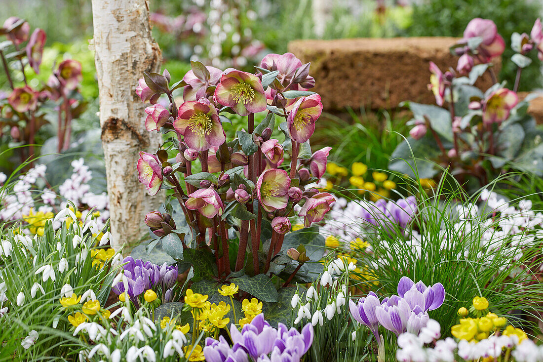 Helleborus Dana's Dulcet, Danas Dulcet