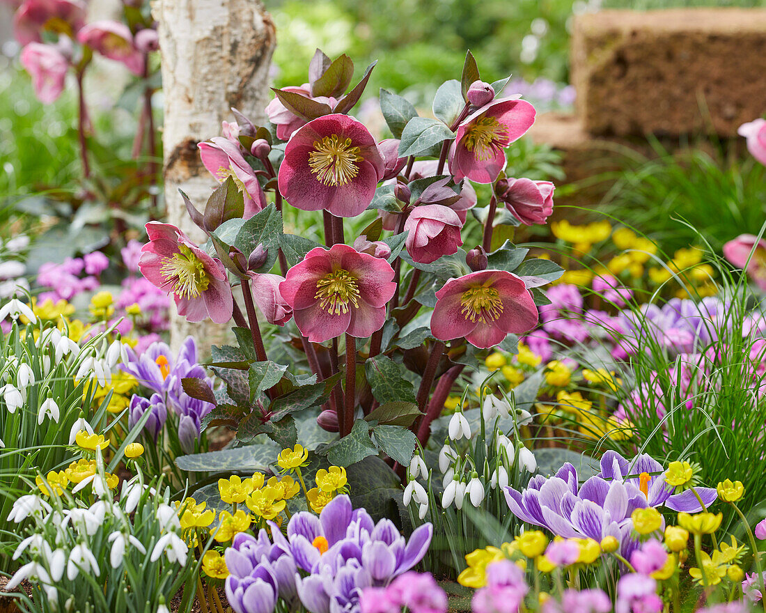 Helleborus Pippa's Purple