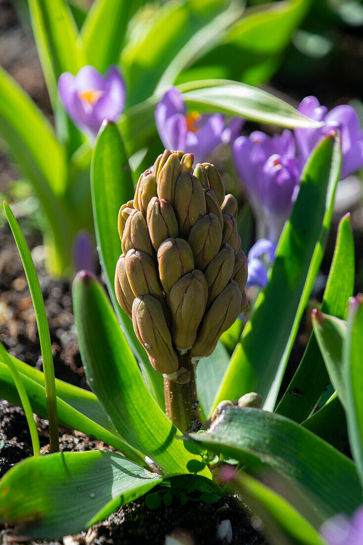 Hyacinth buds