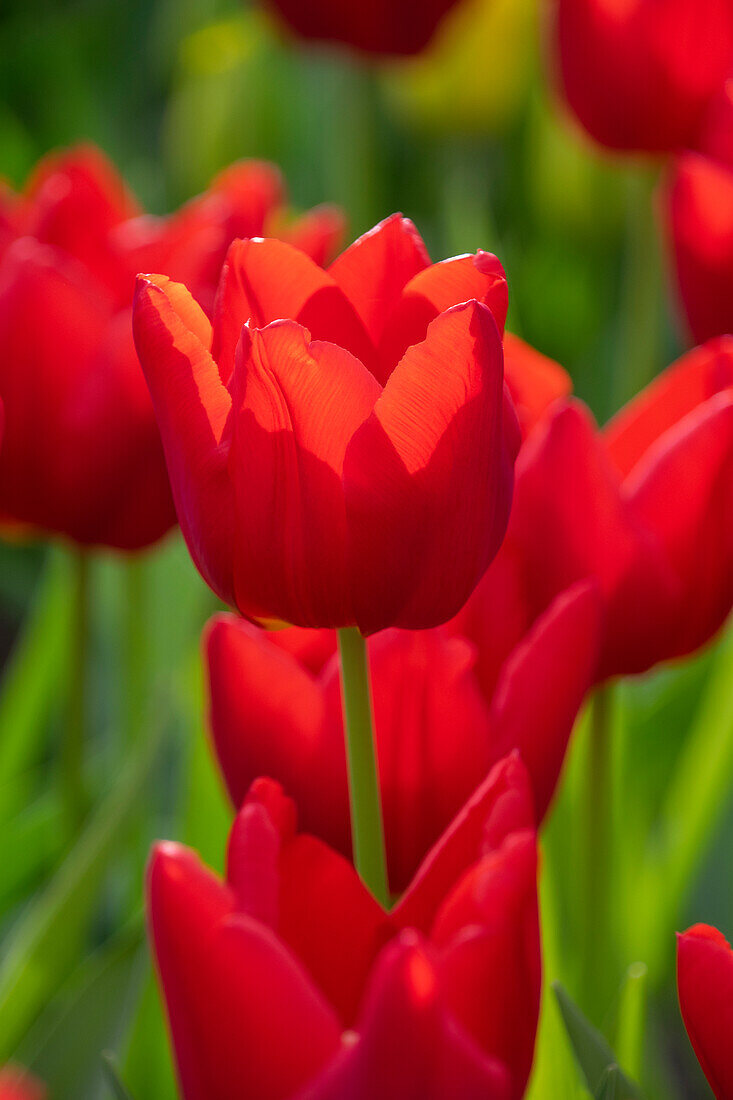 Tulpe (Tulipa) 'Magma'