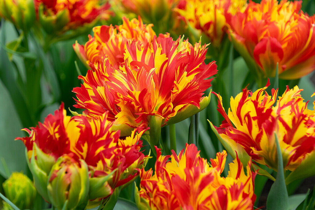 Tulipa Tambora