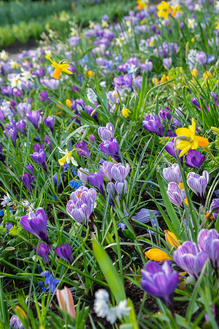 Early spring border