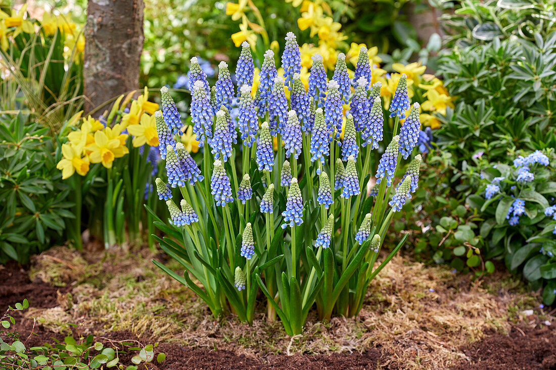 Muscari Emmy