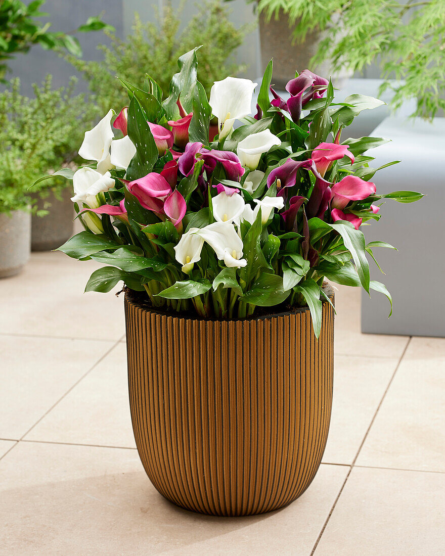 Zantedeschia mix