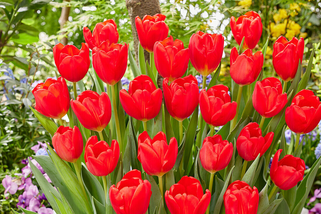 Tulipa Red Magic