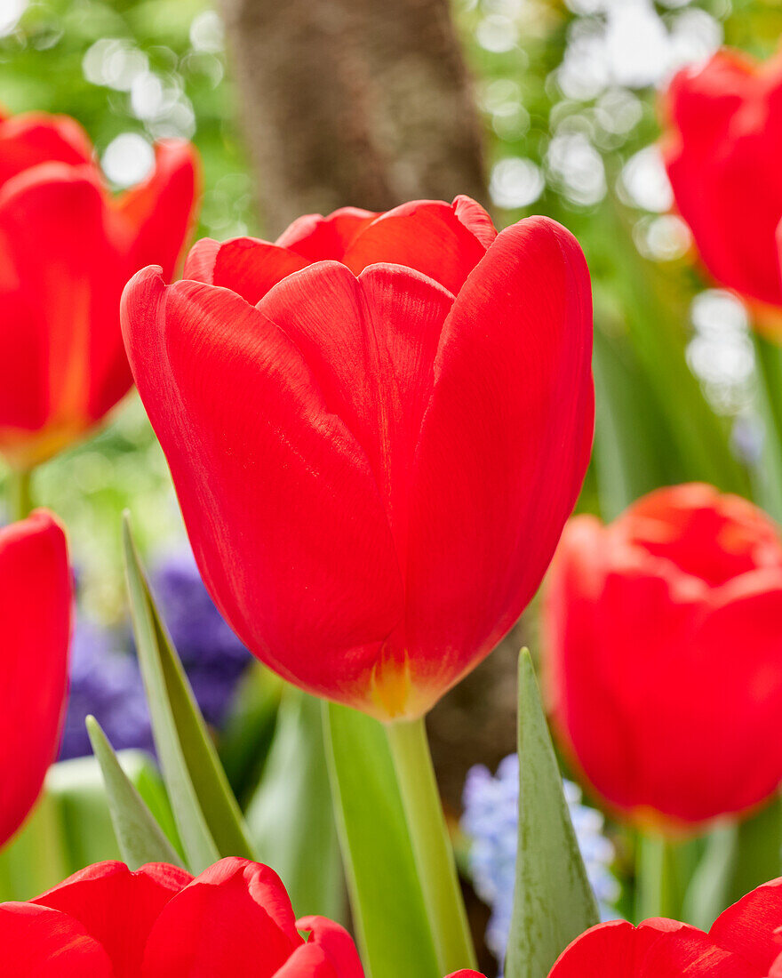 Tulpe (Tulipa) 'Red Magic'