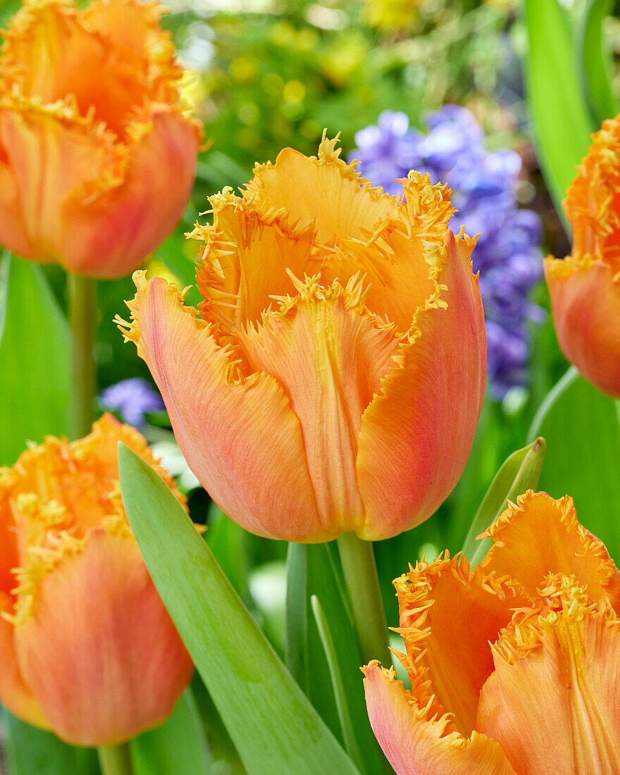 Tulpe (Tulipa) 'Ogene'