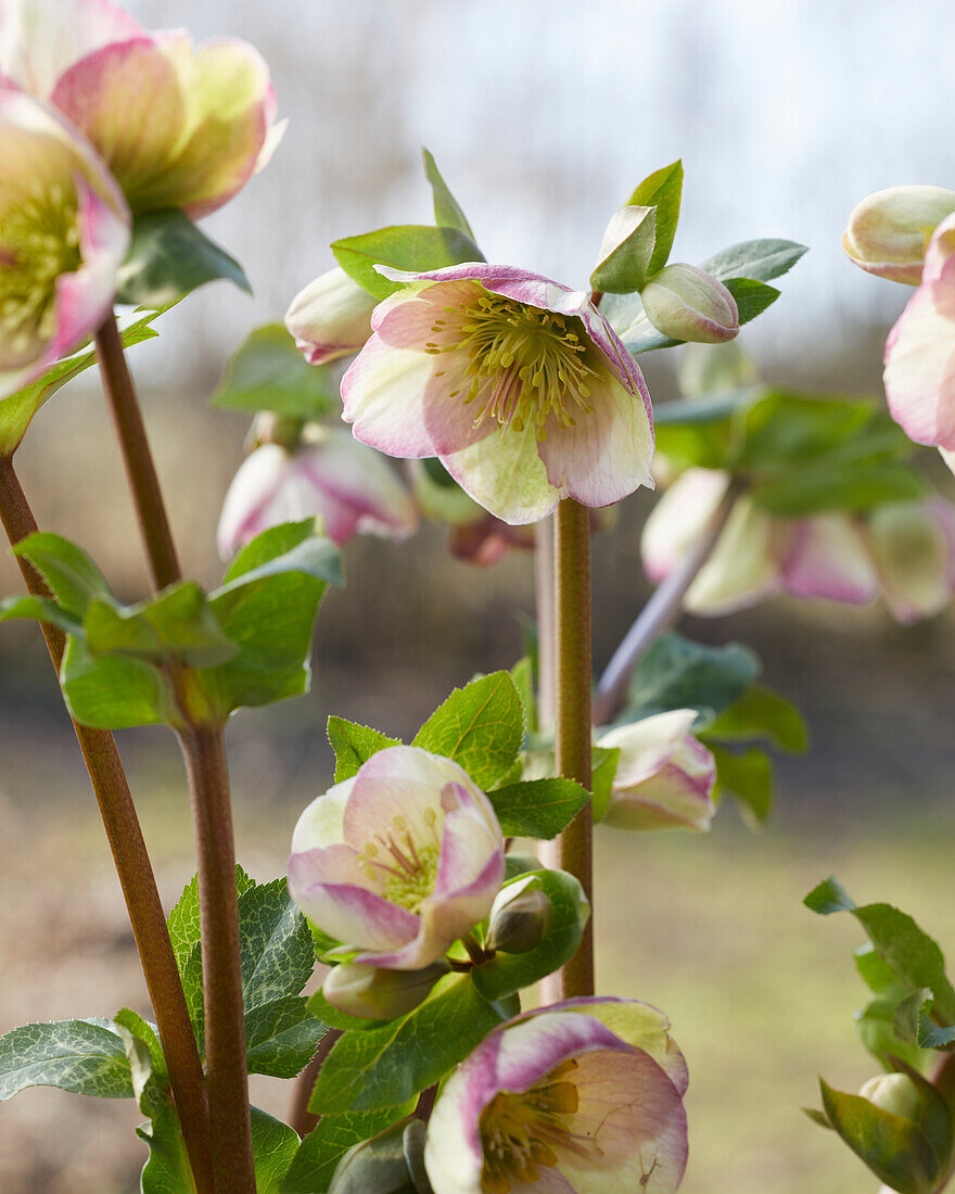 Helleborus Glenda's Gloss, Glendas Gloss