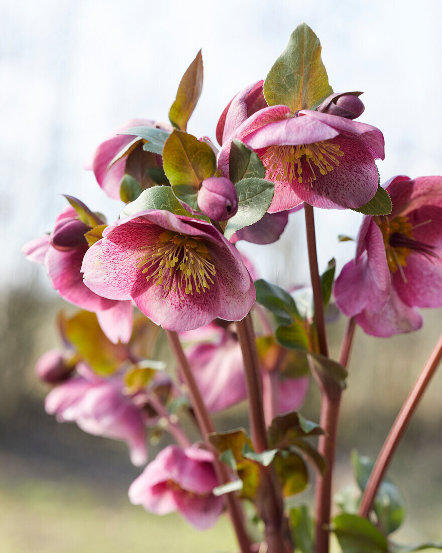 Helleborus Charmer