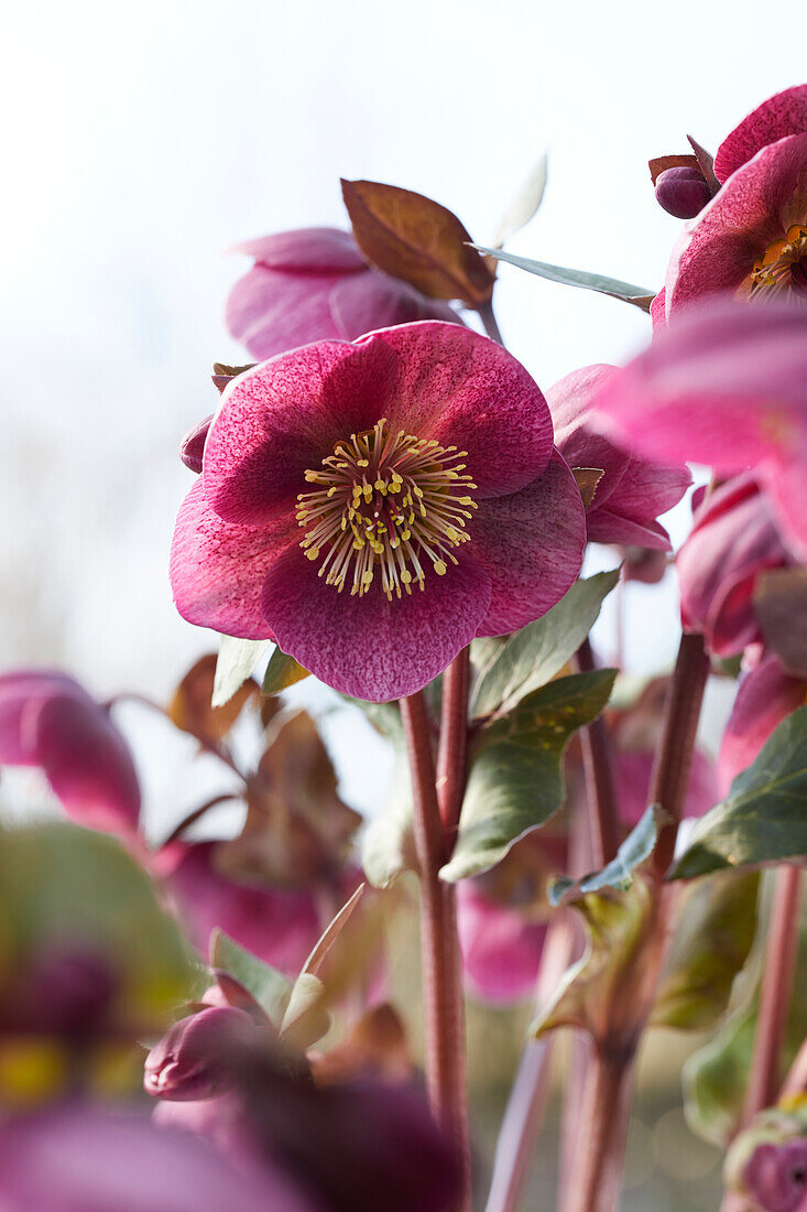 Helleborus Charmer