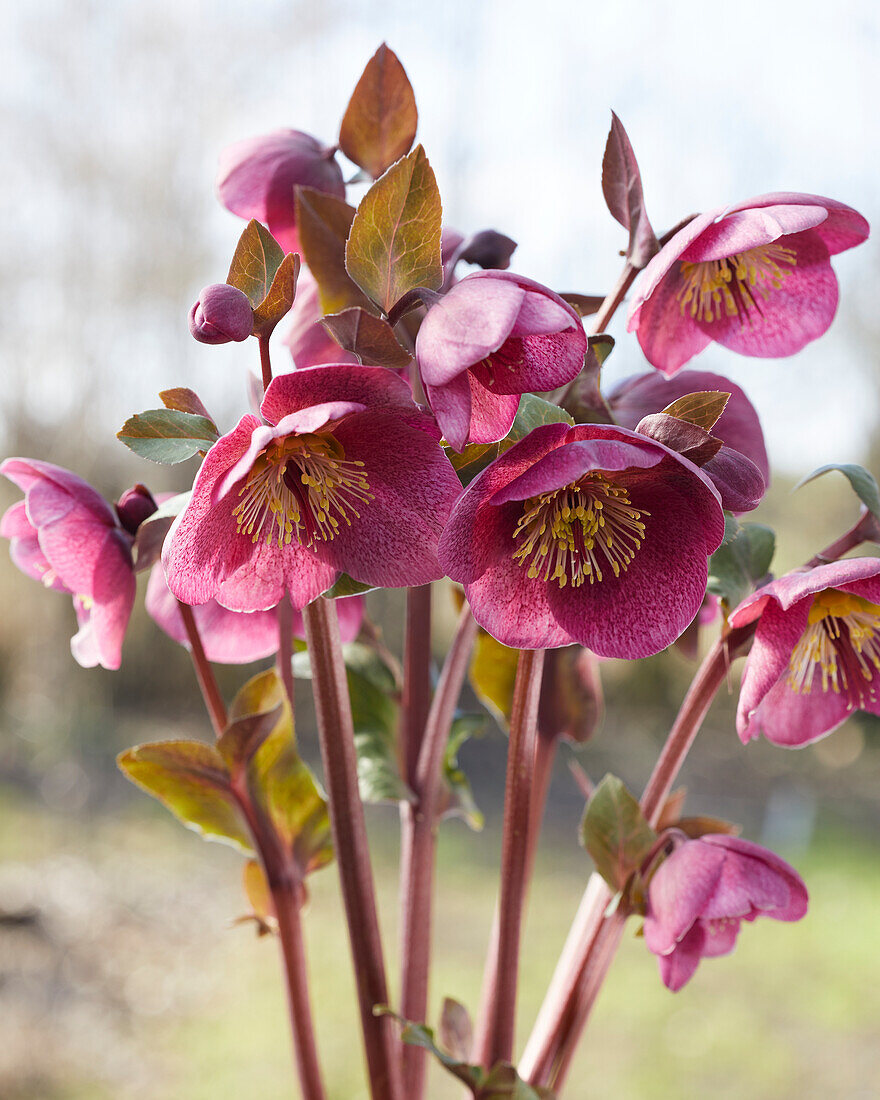 Helleborus Charmer