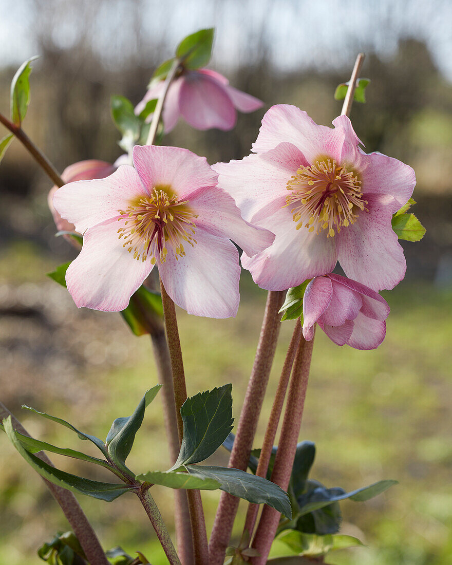 Helleborus Sensas