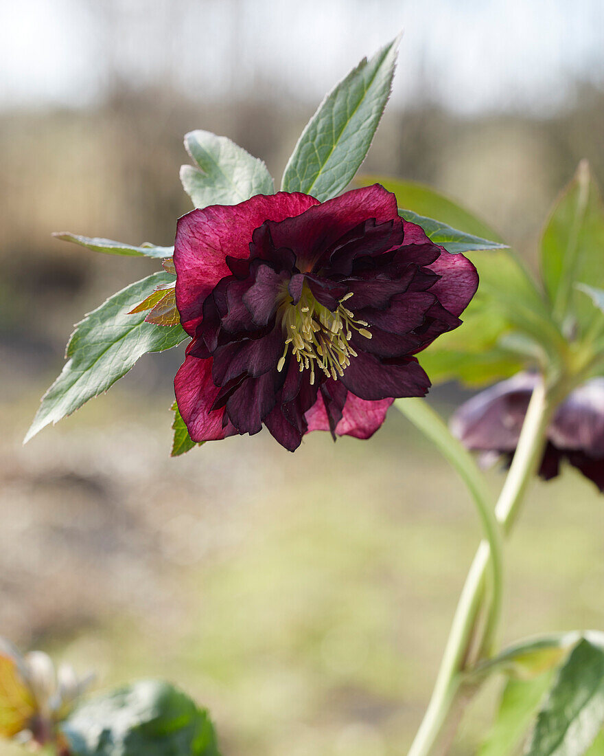 Helleborus orientalis Jana