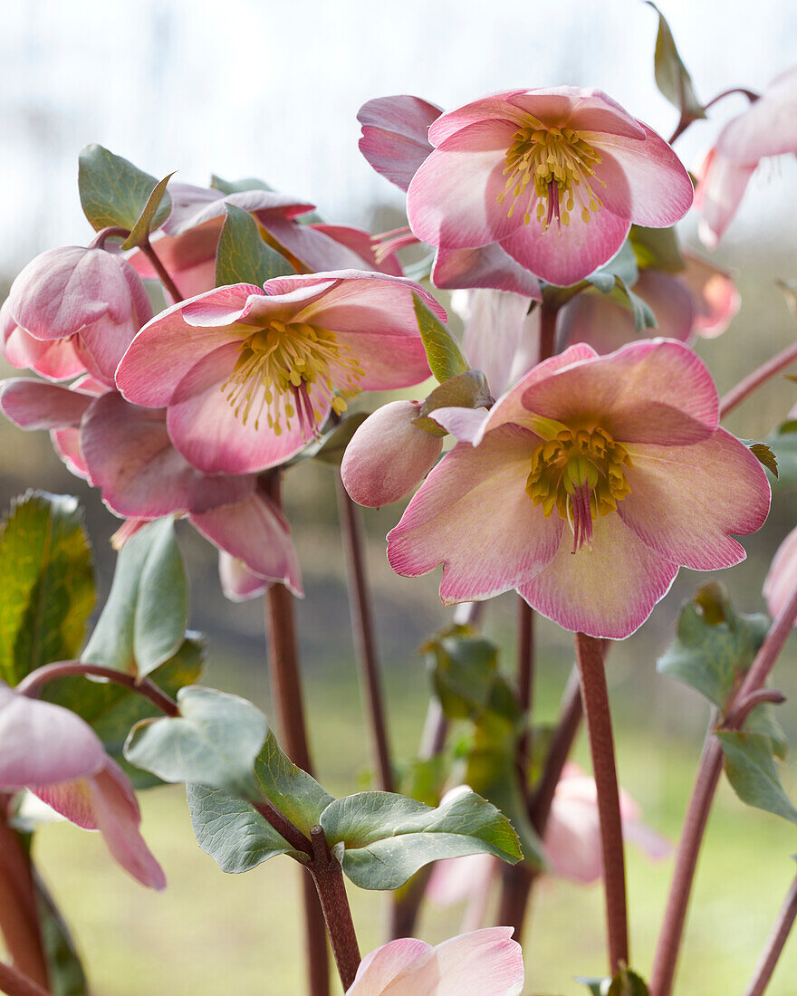 Helleborus Cheryl's Shine, Cheryls Shine