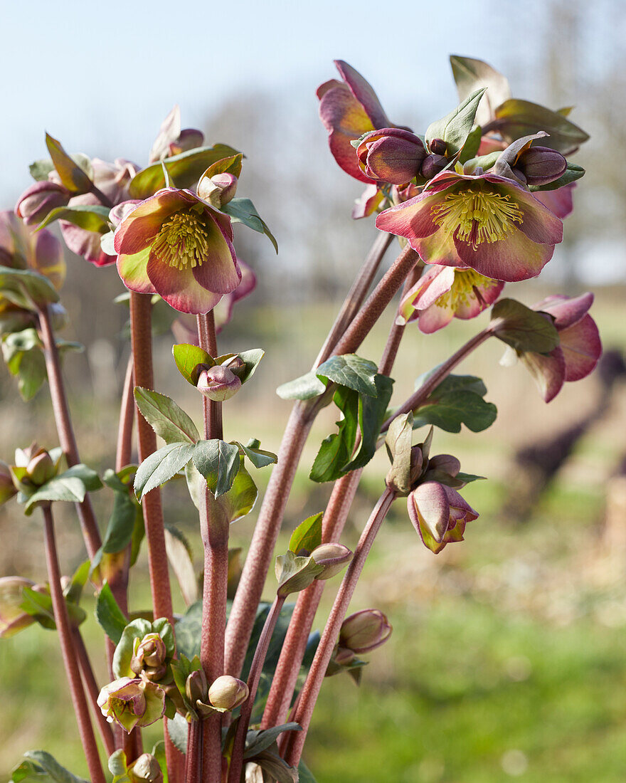 Helleborus Dana's Dulcet, Danas Dulcet