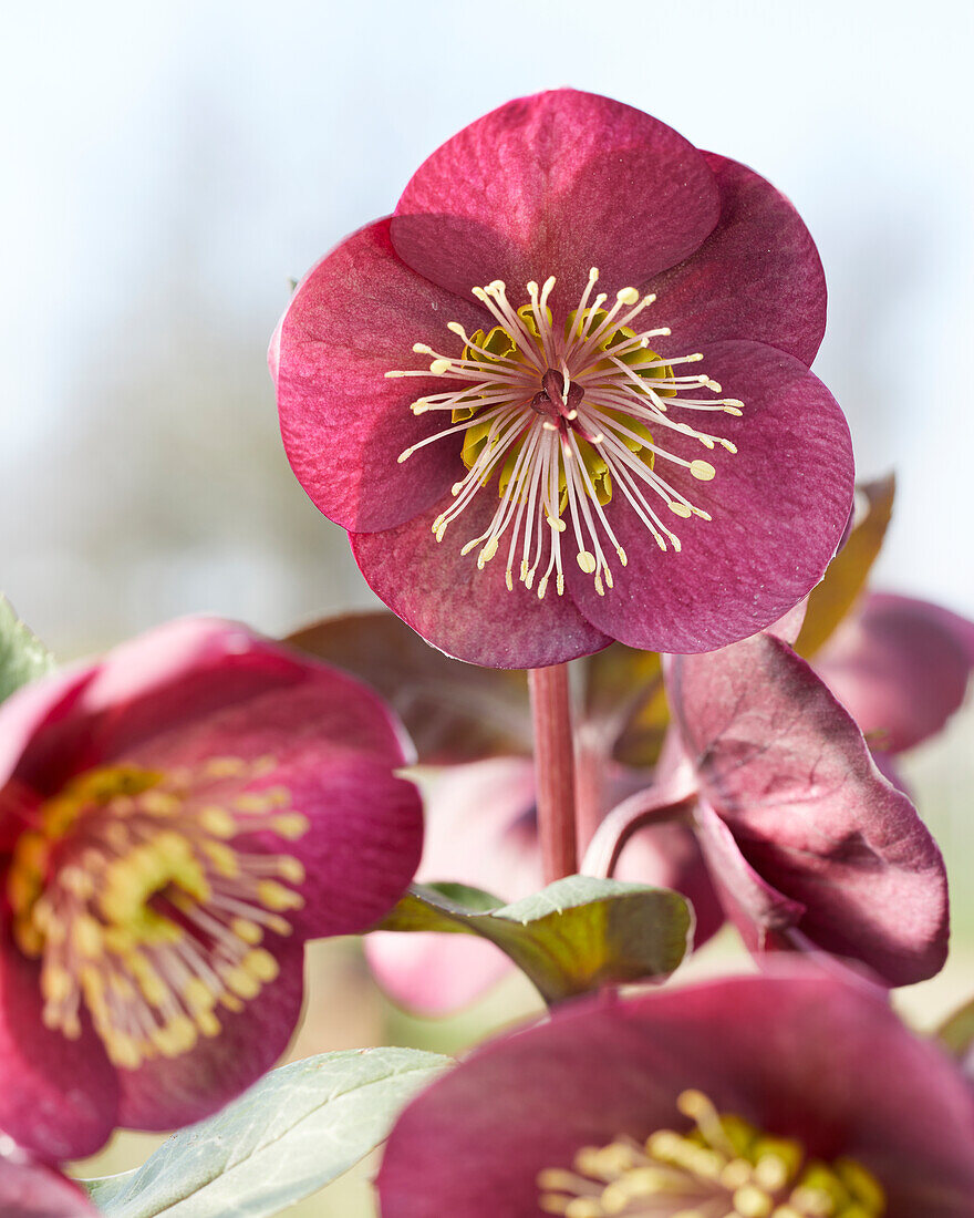 Helleborus Vibey Velvet