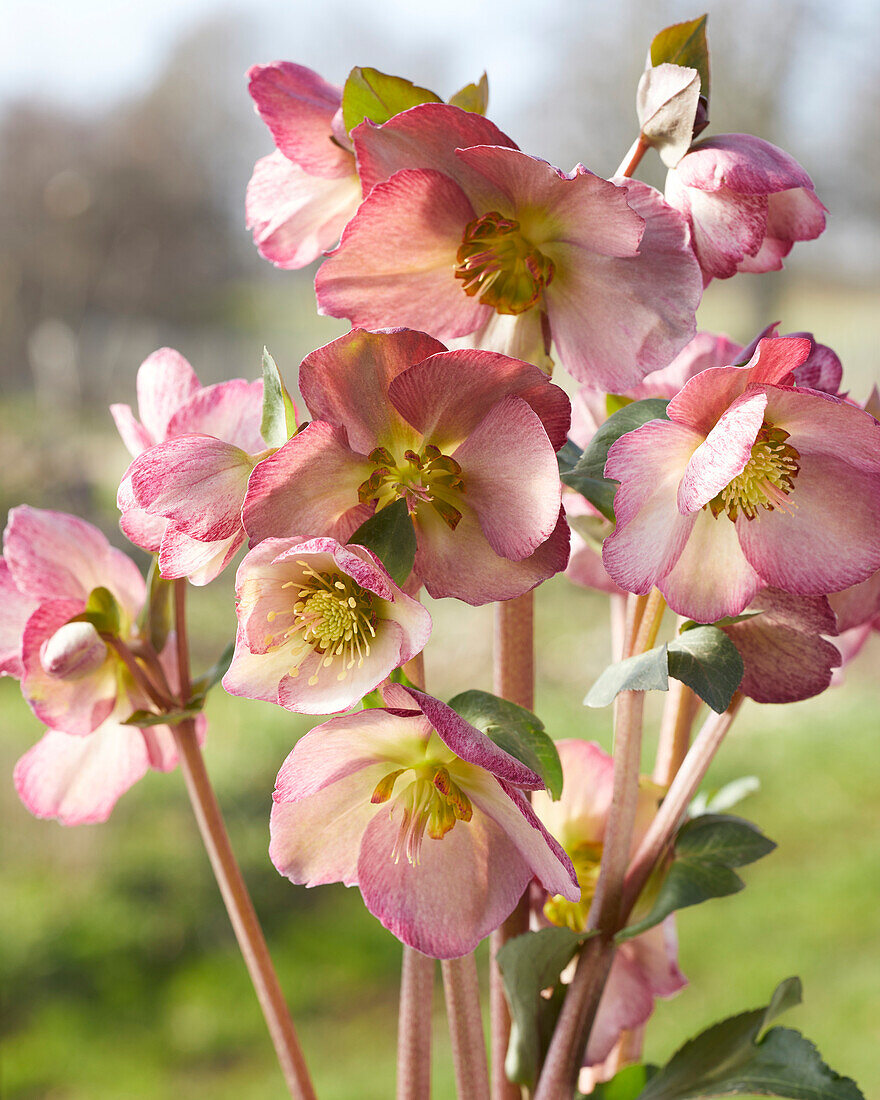 Helleborus Elemental