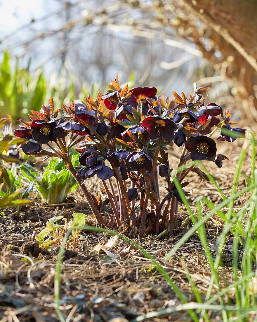 Helleborus black