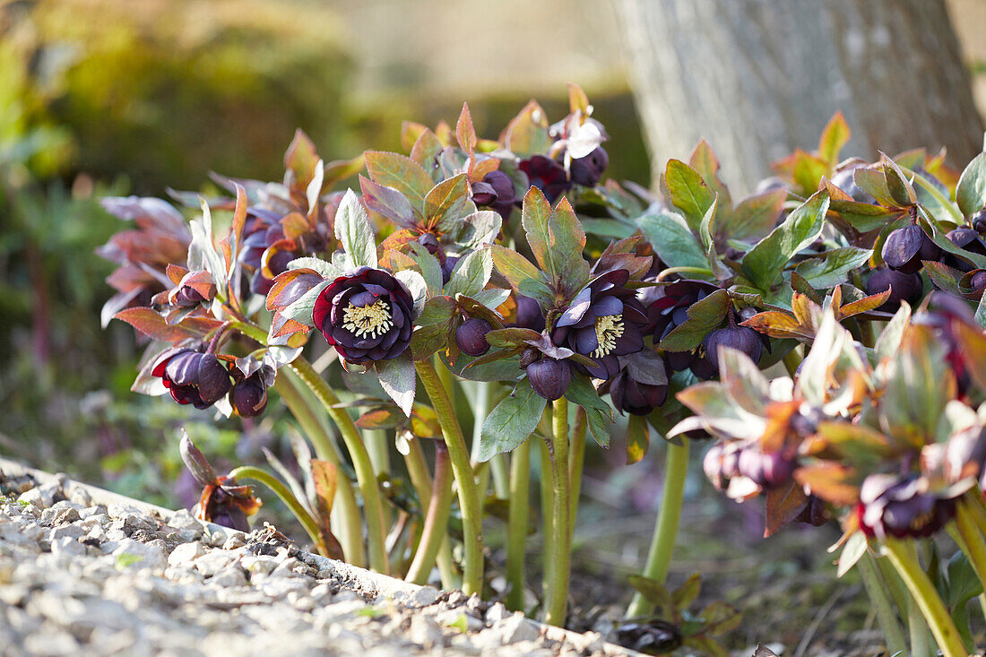 Helleborus black