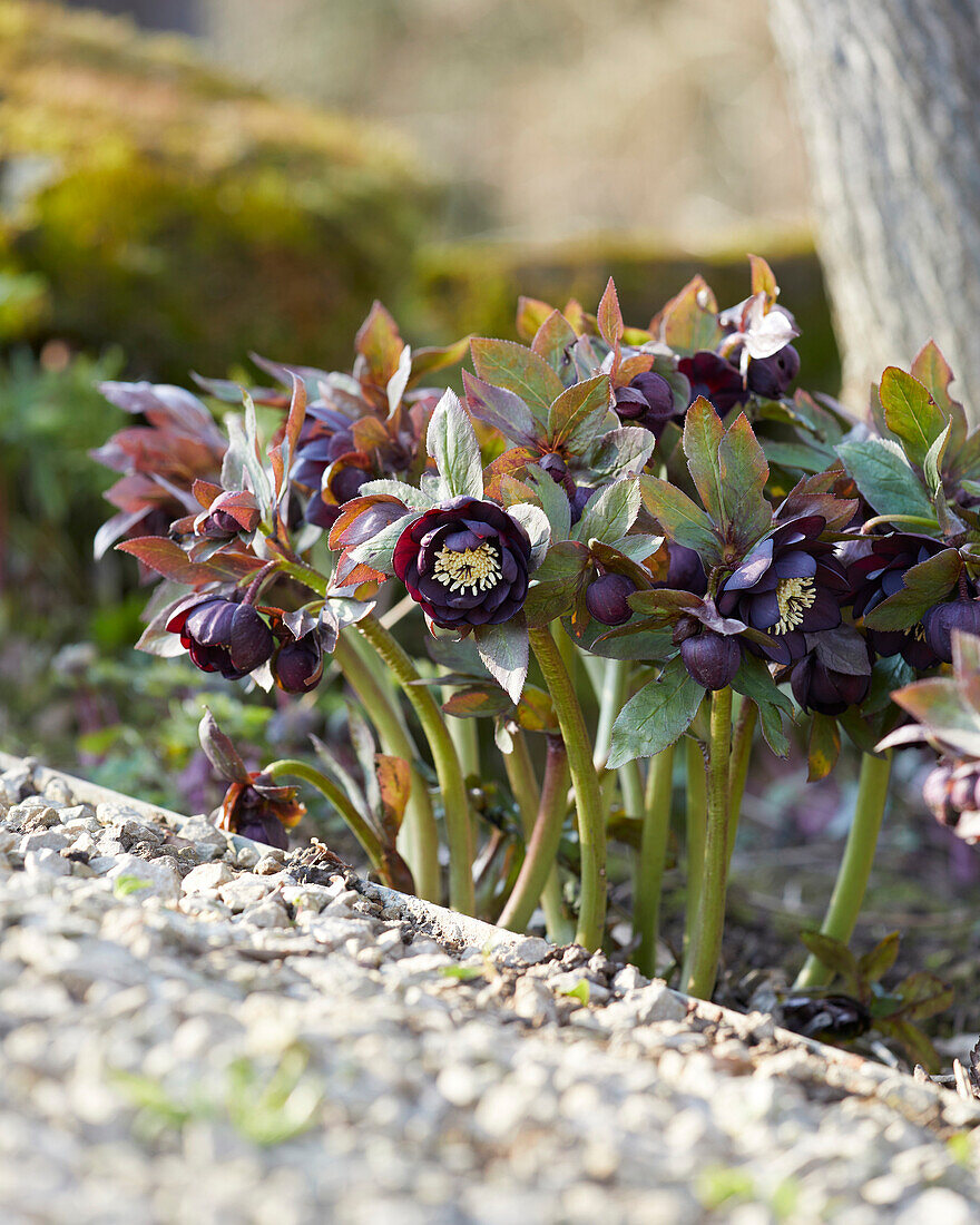 Helleborus black