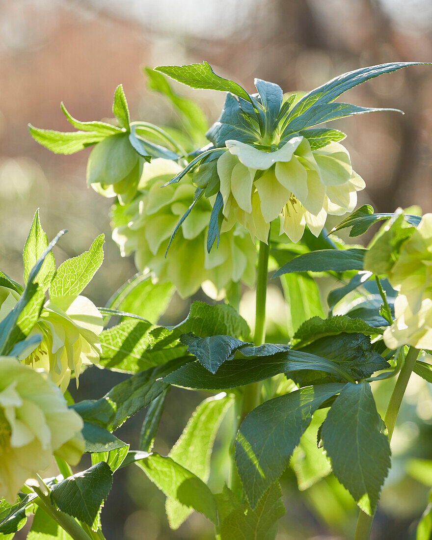 Helleborus orientalis Xanthia