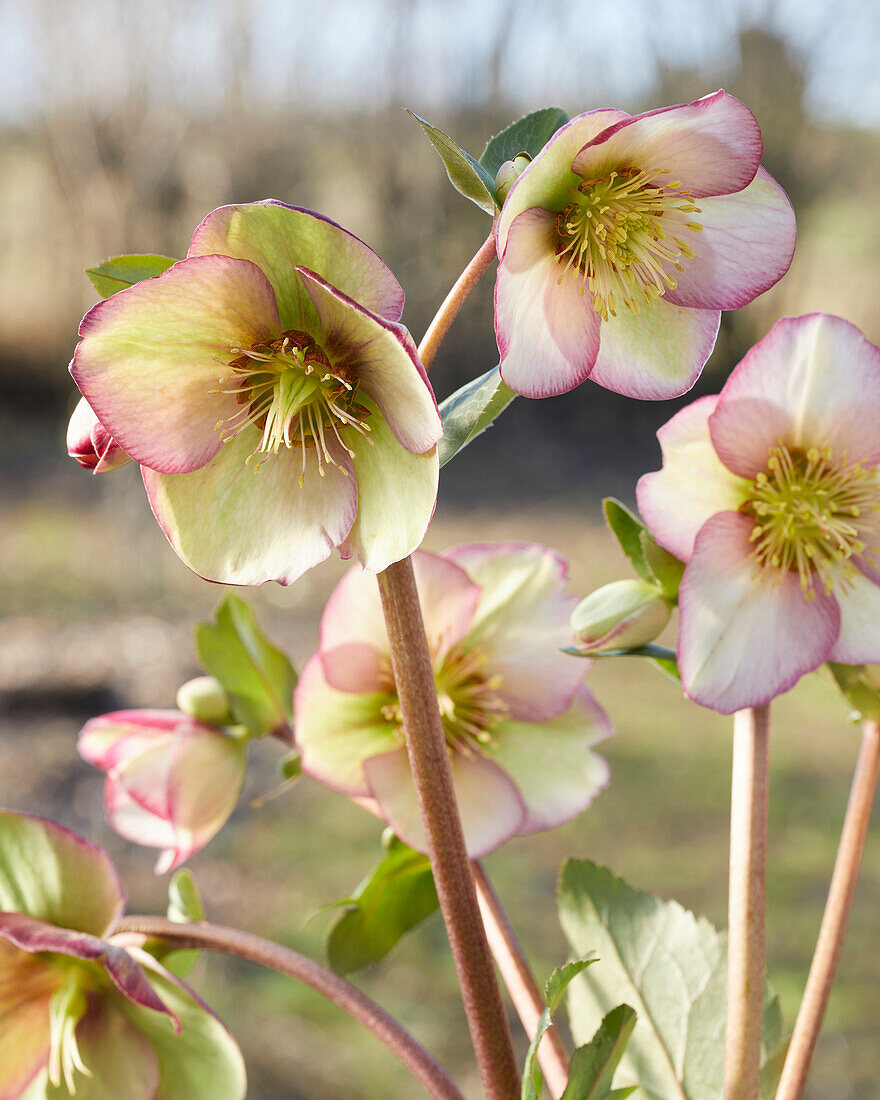 Helleborus Magico