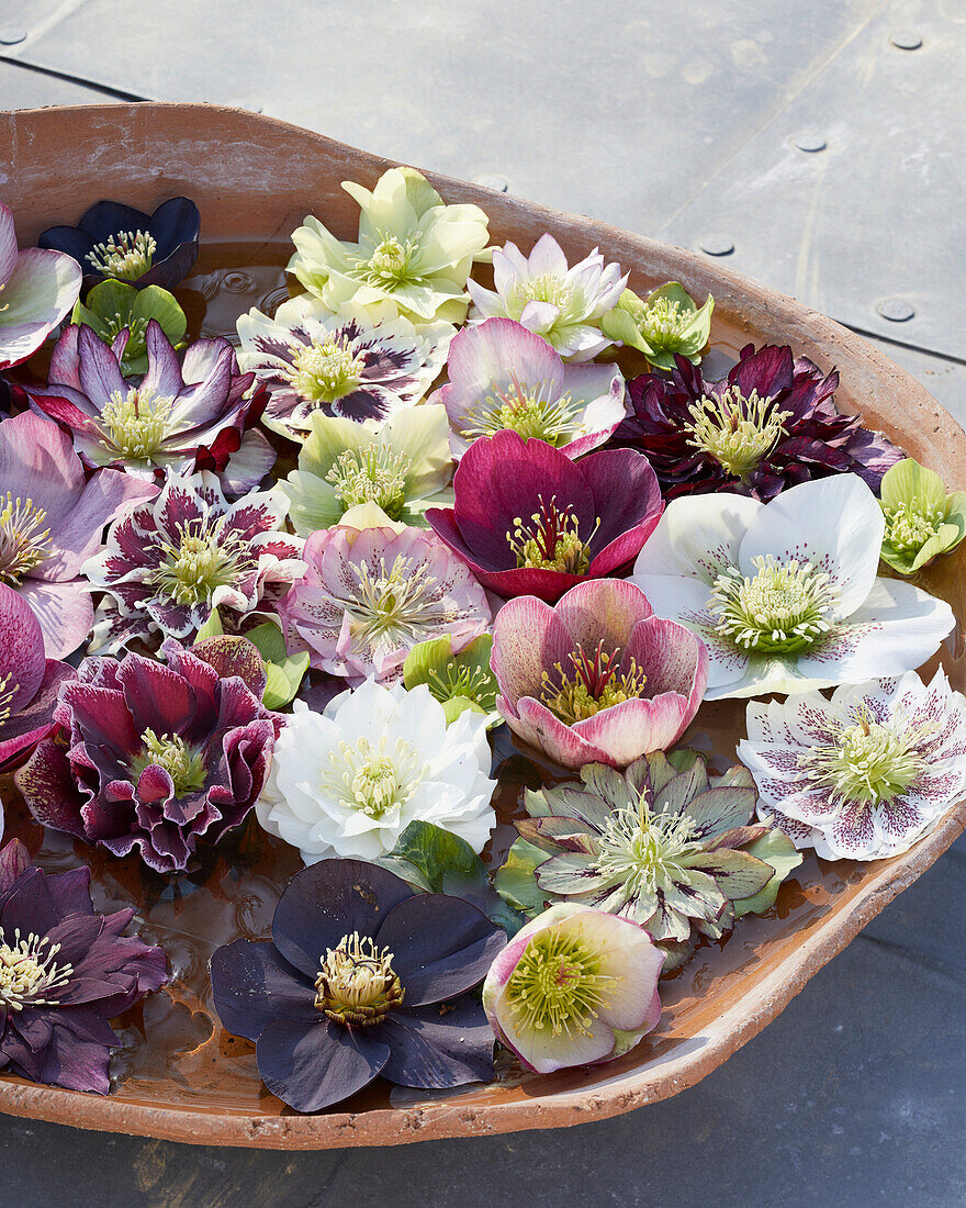 Helleborus flowers in bowl