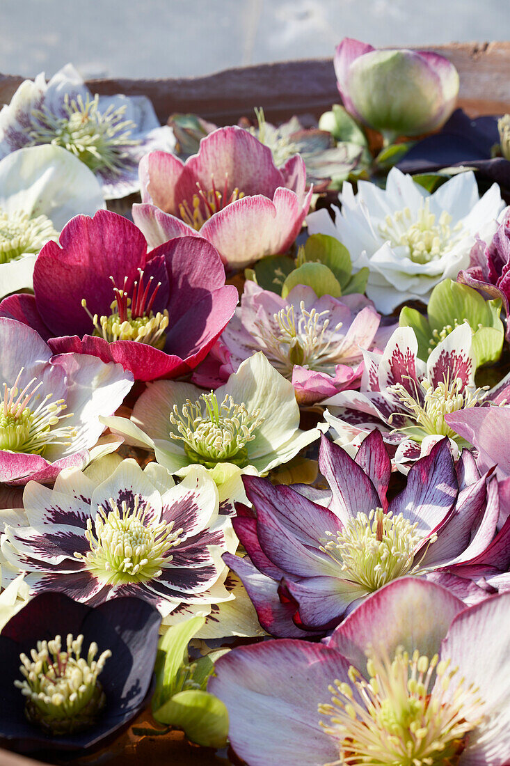 Helleborus flowers in bowl