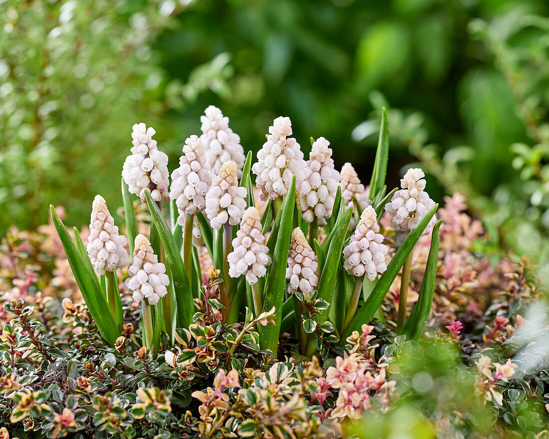 Muscari Pink Sunrise