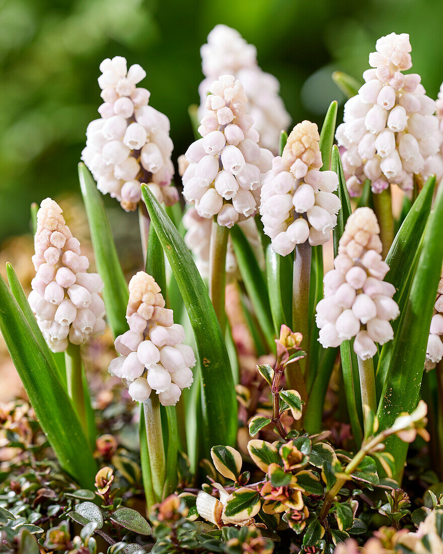 Muscari Pink Sunrise