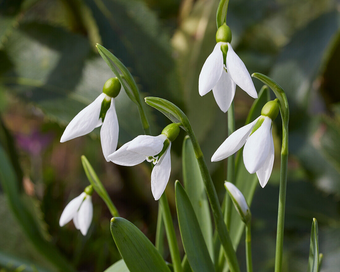 Galanthus The Whopper