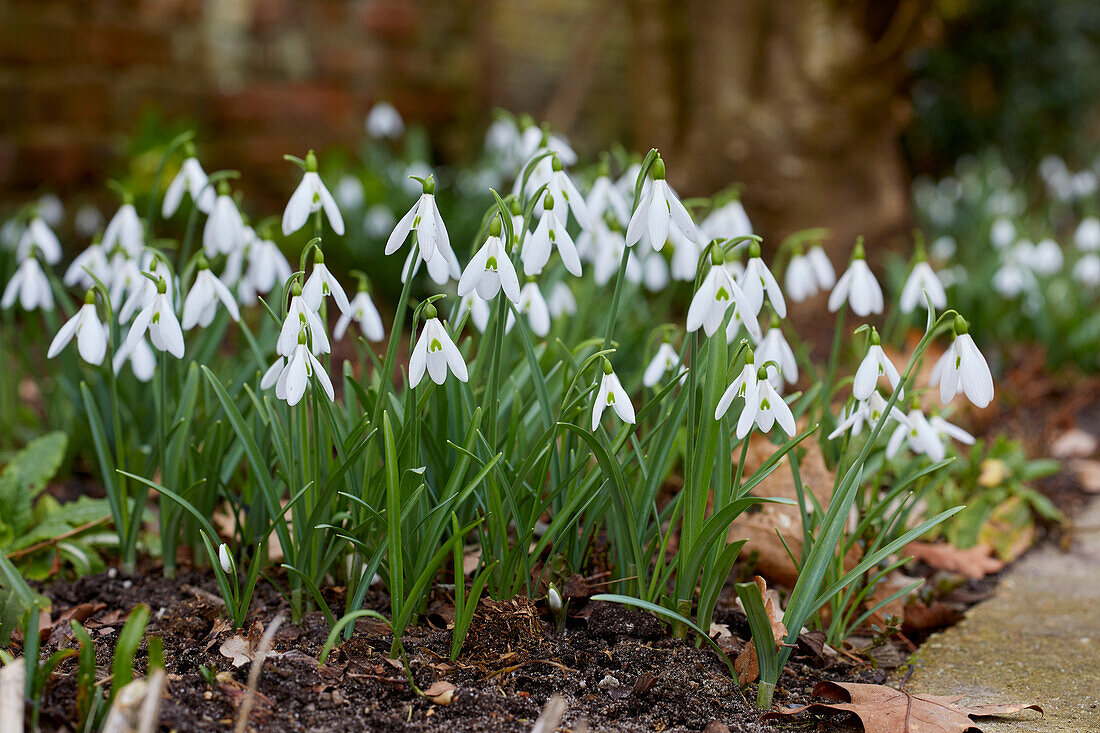 Galanthus nivalis