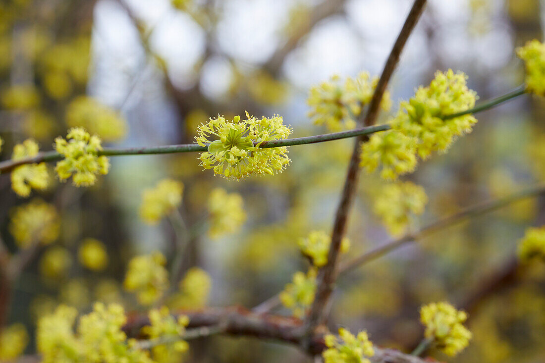 Cornus officinalis