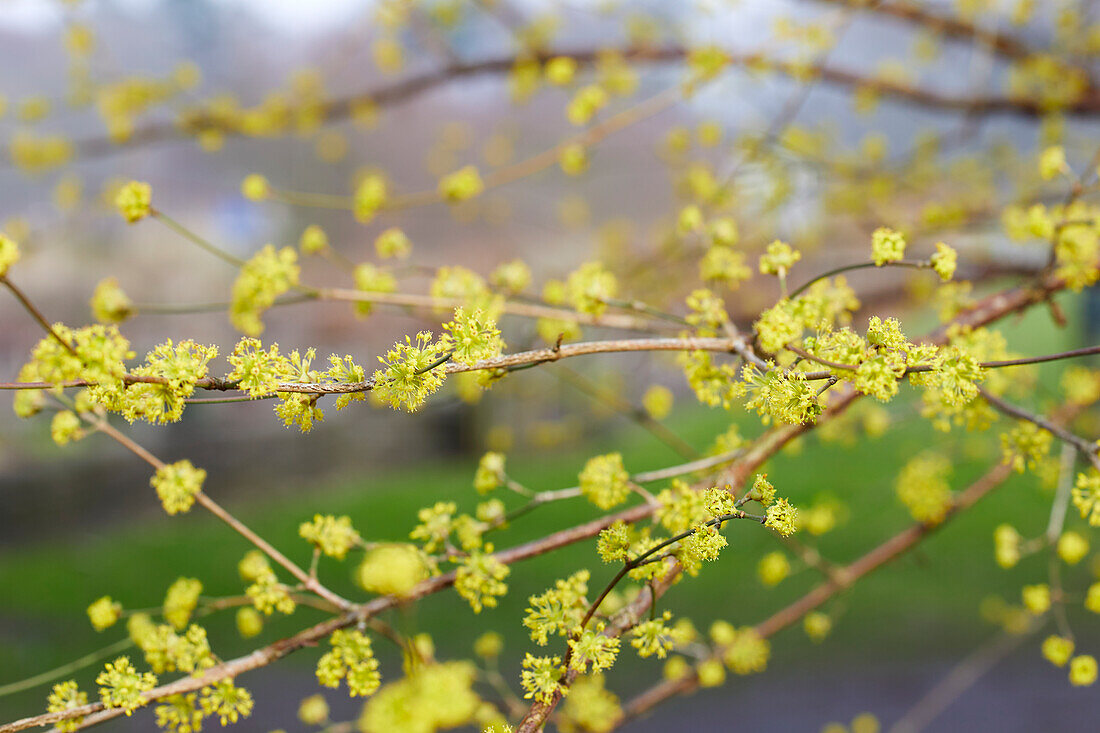 Asiatische Kornelkirsche (Cornus officinalis)