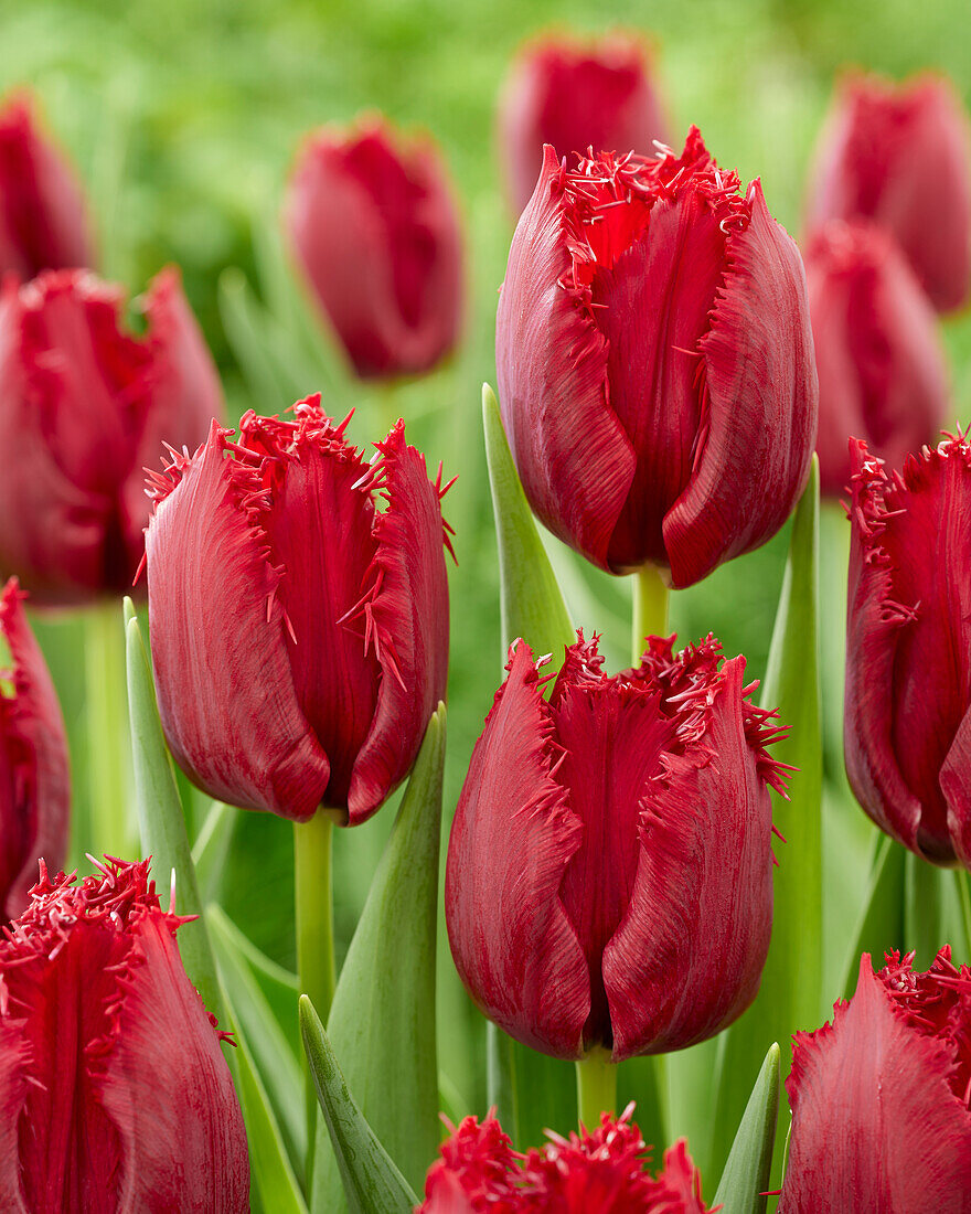 Tulpe (Tulipa) 'Philly Belle'