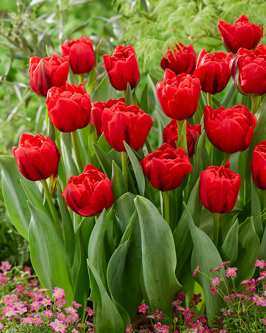 Tulipa Mondiano