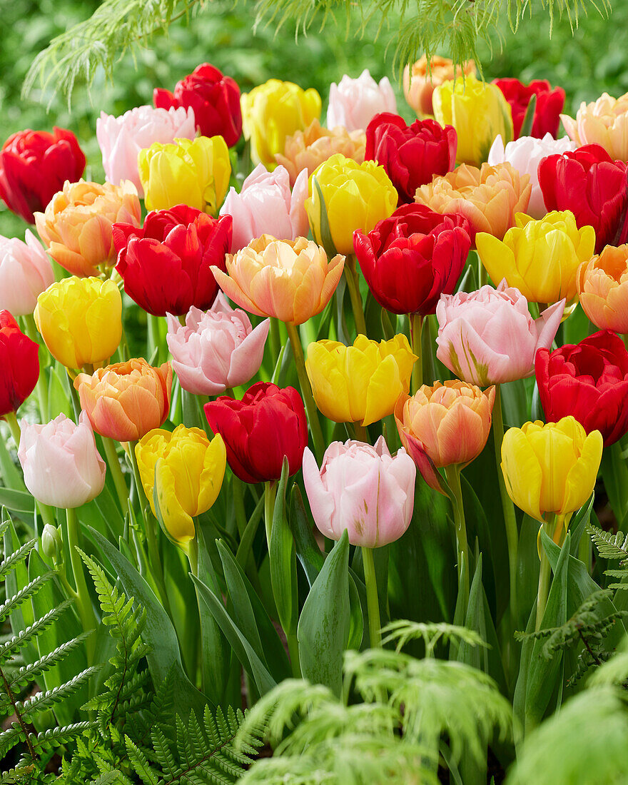 Tulpe (Tulipa) 'Double early blend', Frühblühend, gefüllt