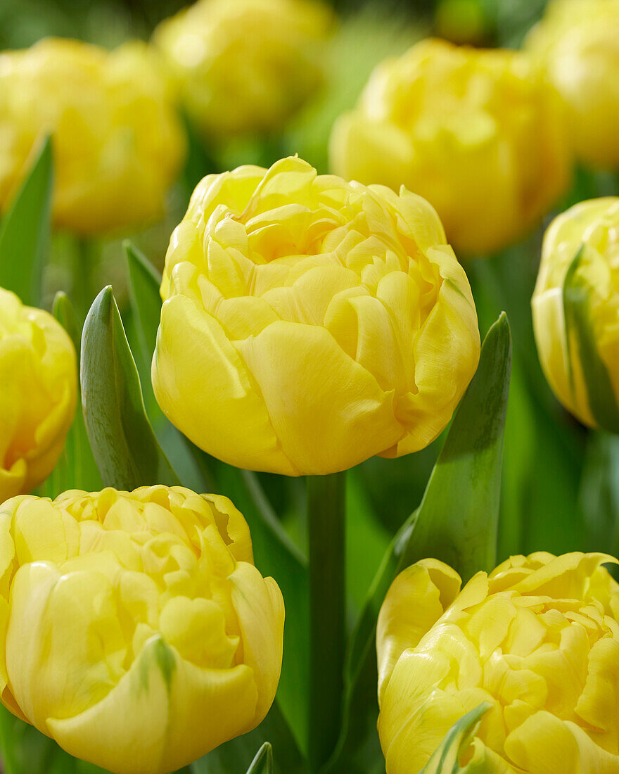 Tulpe (Tulipa) 'Golden Jewel'