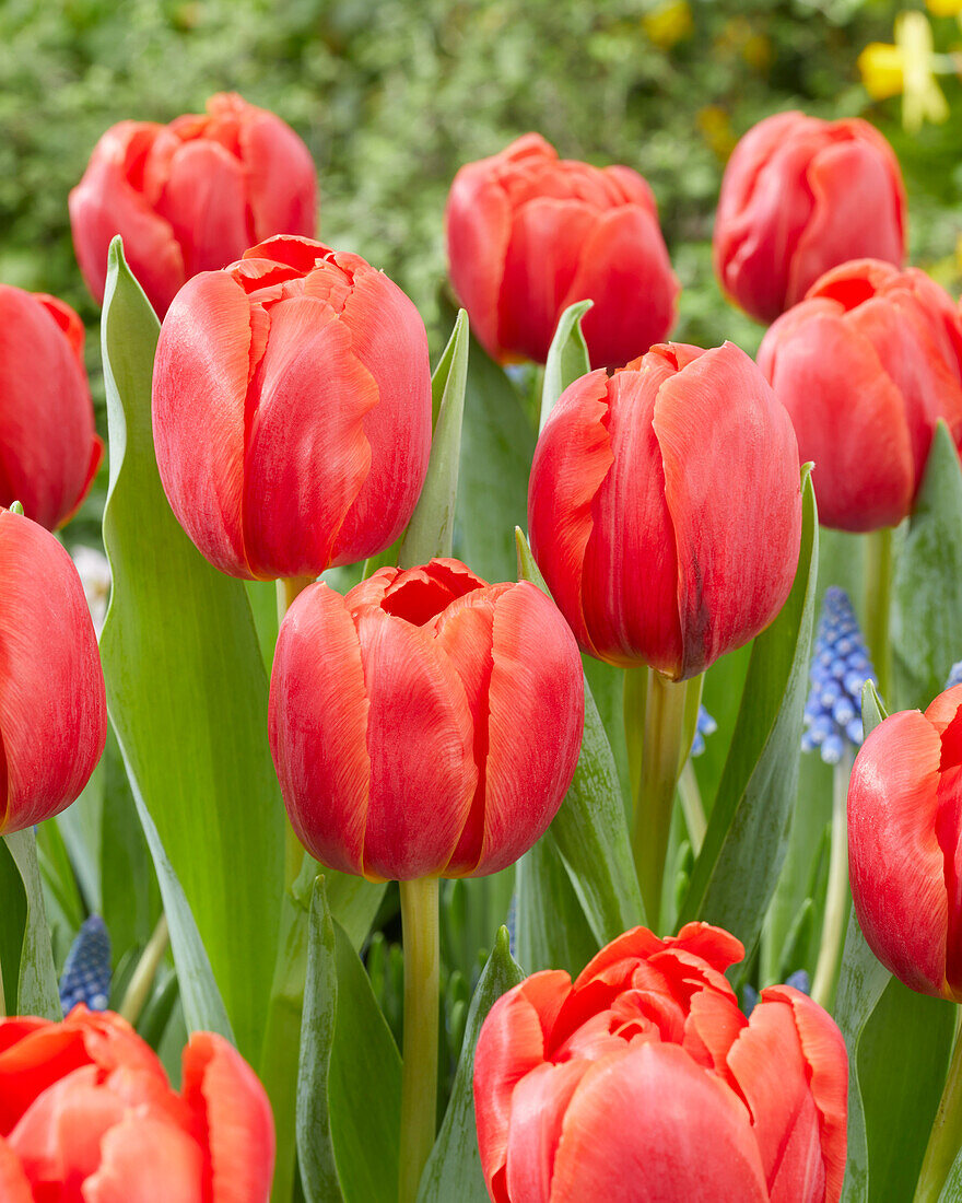 Tulipa Coral Sunset