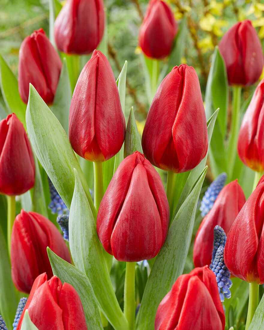 Tulipa Torro