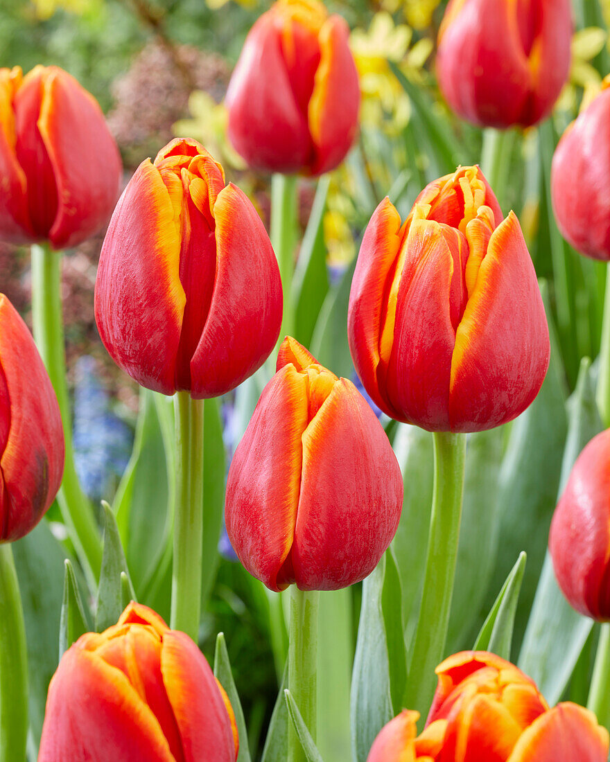 Tulipa Imon