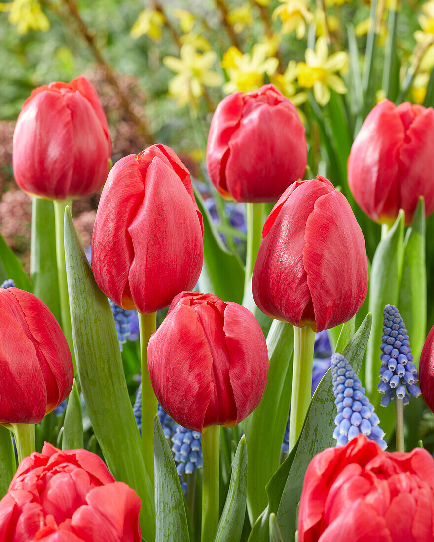 Tulipa Belgravia