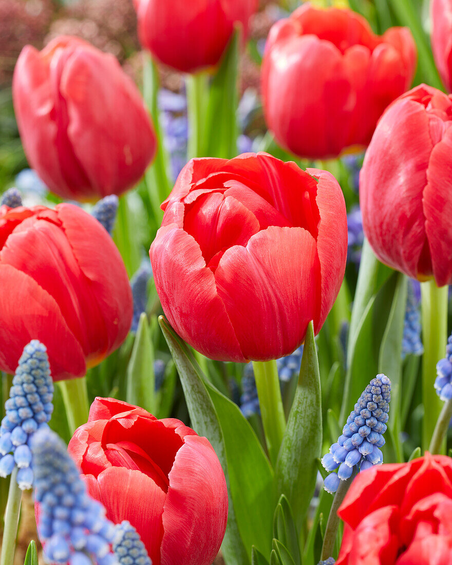 Tulipa Belgravia