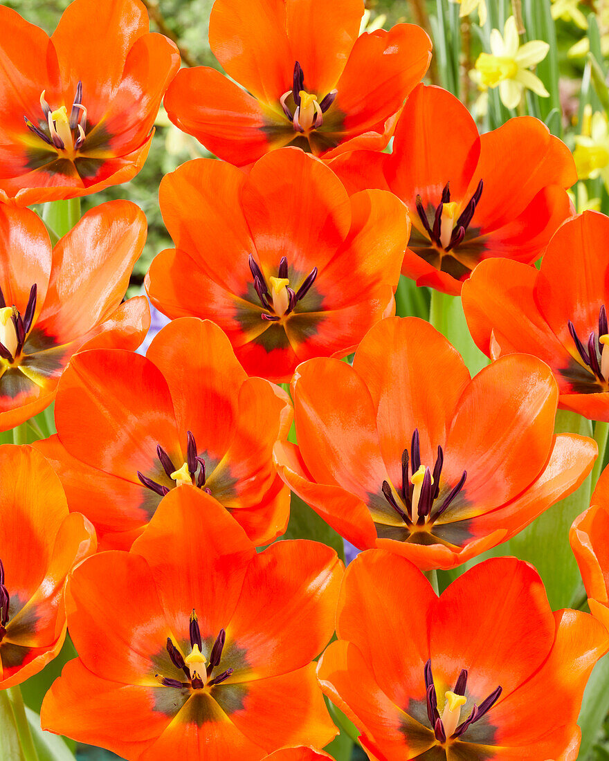 Tulipa Darwiorange