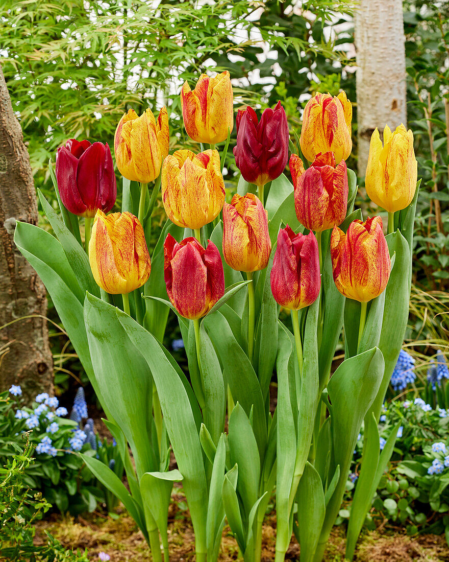 Tulpe (Tulipa) 'Shocking'