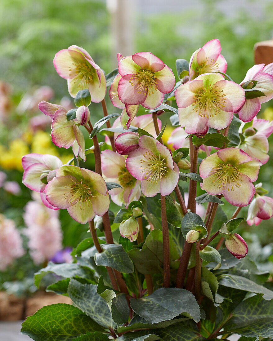 Helleborus Magico